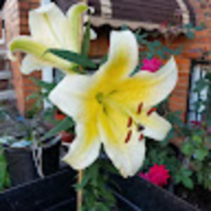 Meet your Posher, Novie